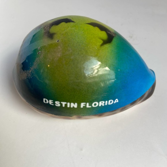 Destin, Florida Cypraea Shell Souvenir Tourism Collector Sea 3.25" - Picture 3 of 3